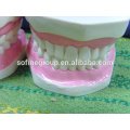 Pädagogische Zähne Dental Jaw Model